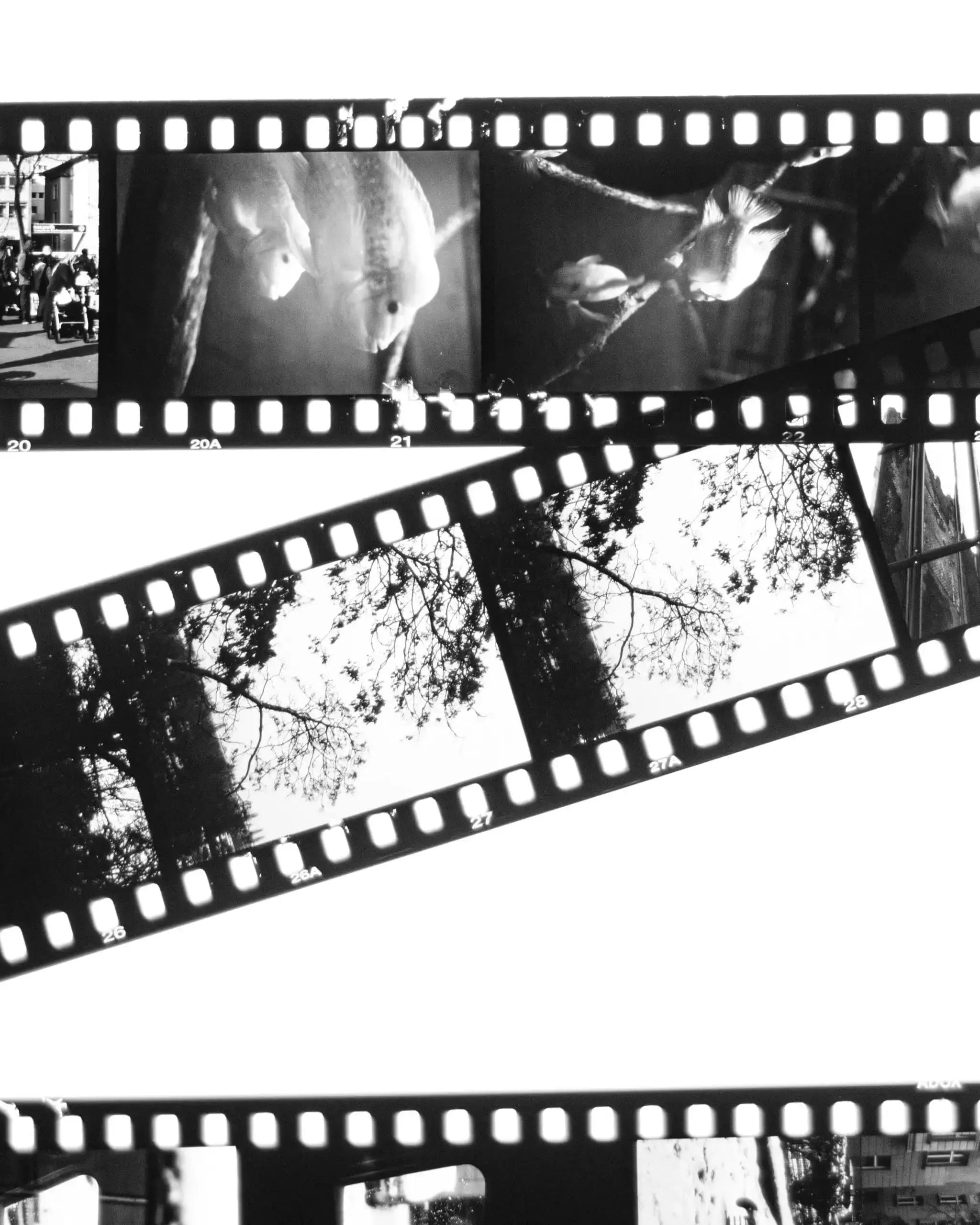 Best Film for Cloudy Weather – Berlin Photo Studio