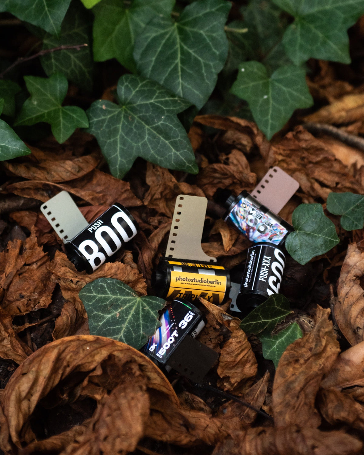 Film rolls photographed among autumn leaves
