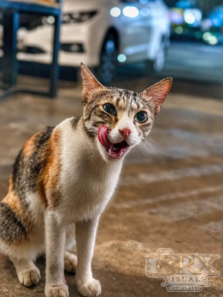 A cat looking towards the camera with its tongue curled beside its nose, against a softly blurred street background.