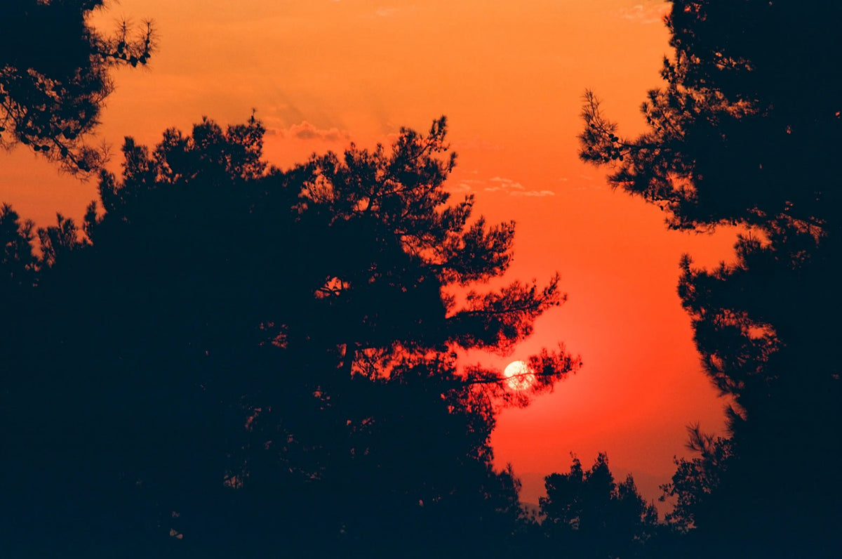 An orange sunset glows behind dark silhouettes of pine trees.