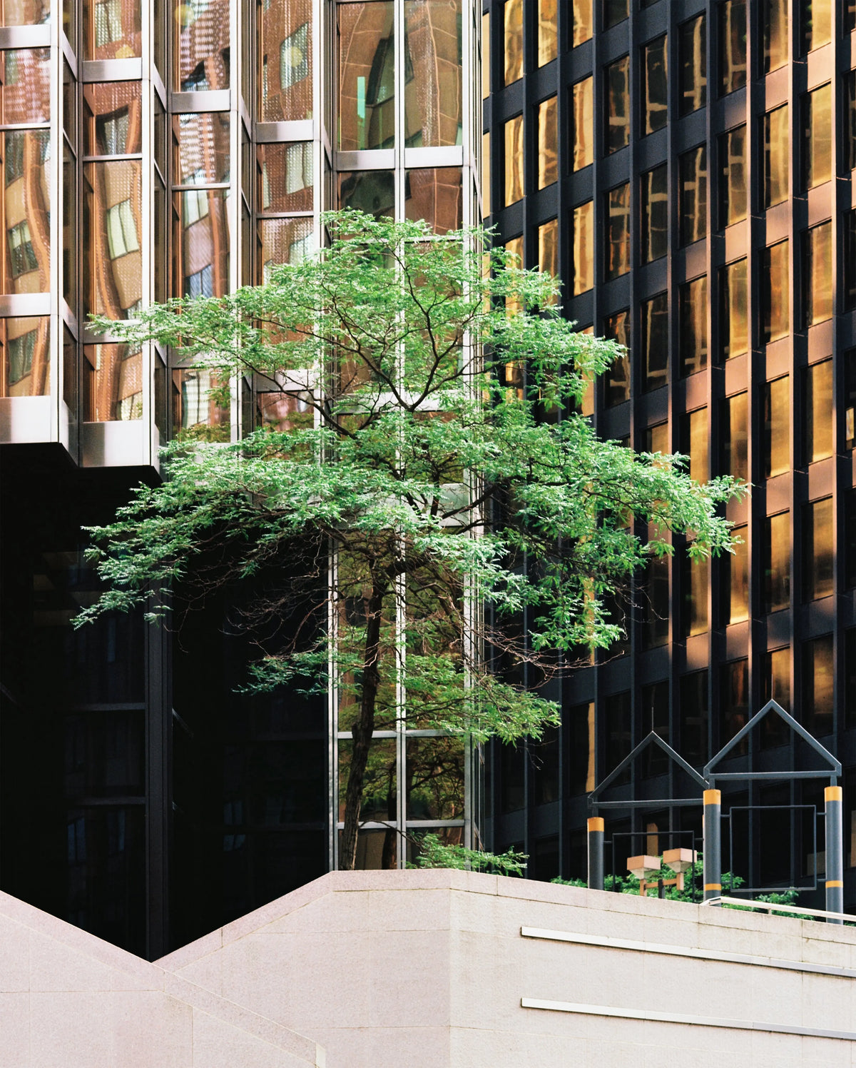 A green tree between glass facades above pale stone steps. Photograph by Ethan Allen.