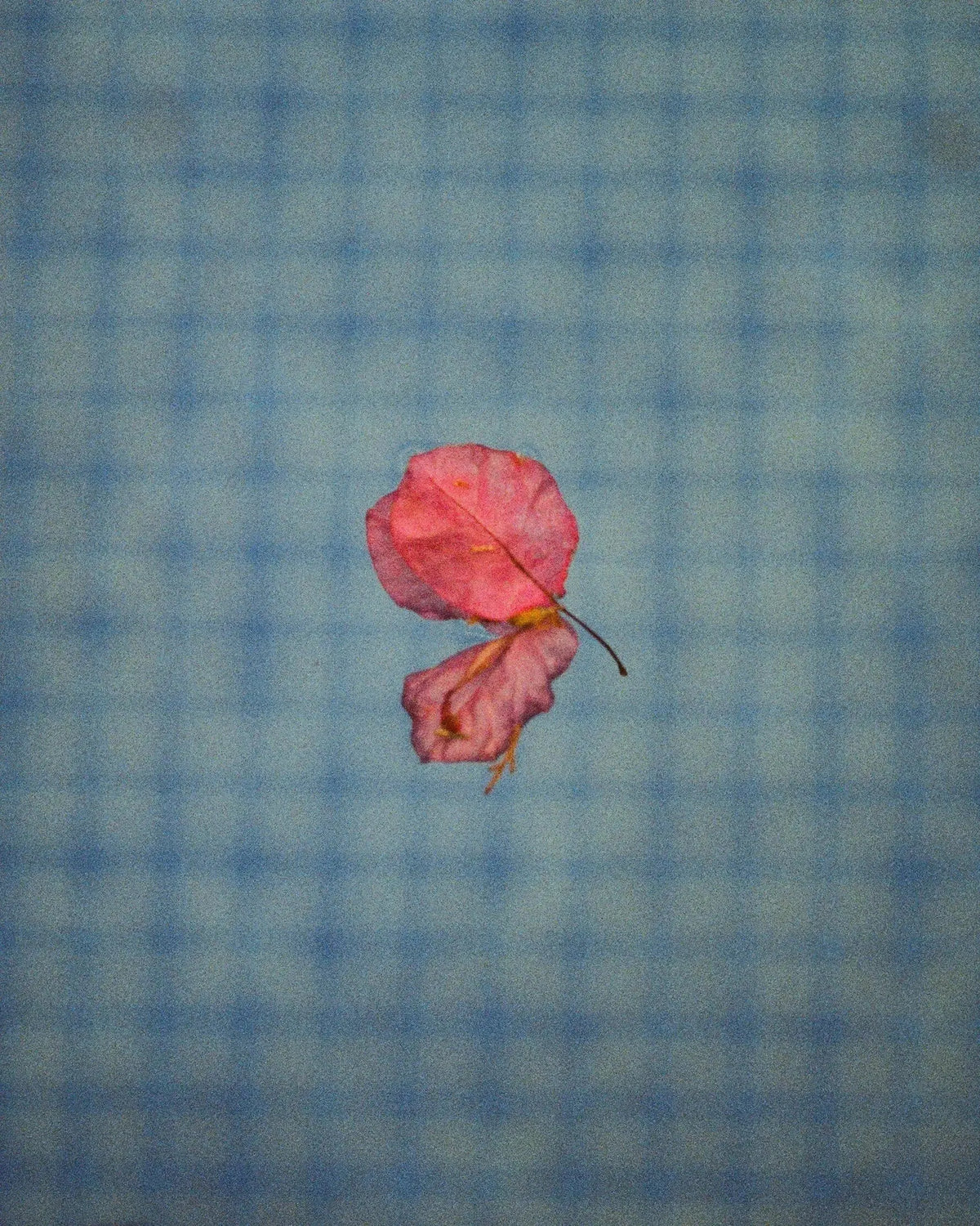 Leafs — photograph by Susan Eline