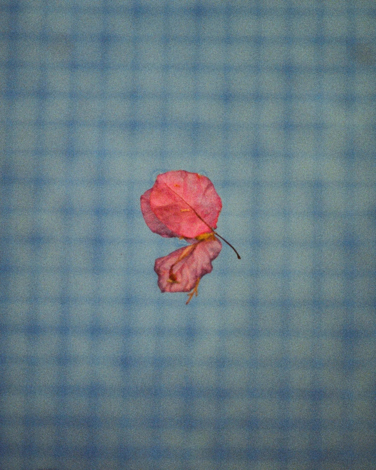 Leafs — photograph by Susan Eline