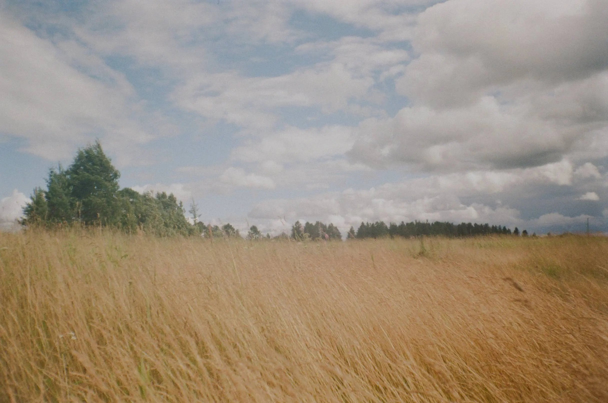 Olympus Trip MD3 ( Pre-Order )