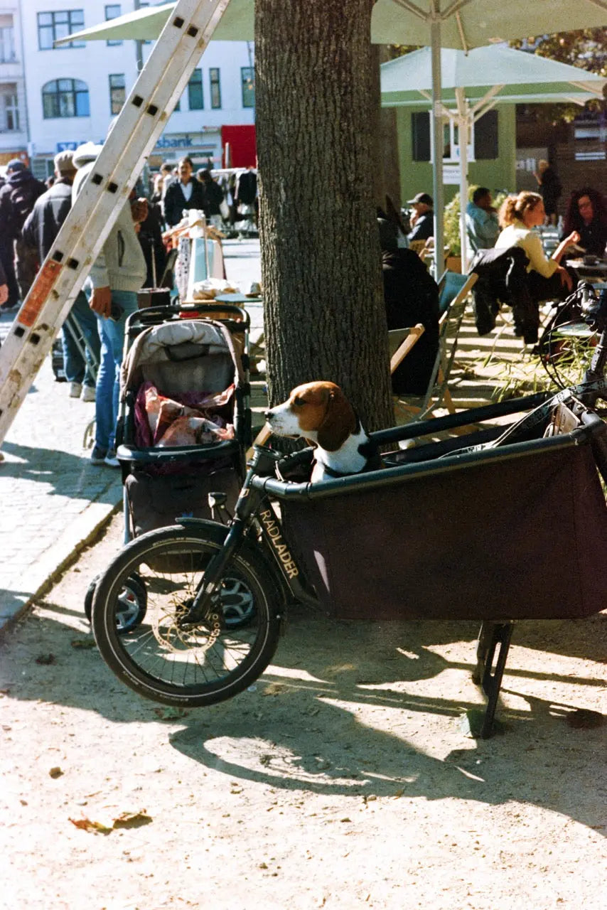 ECN-2 F*ck Off 125T – 135/36 (Kodak Vision3 500T Repackaged) - Photo Studio Berlin