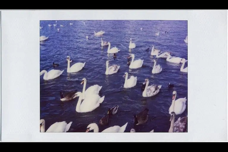 Polaroid Vision – Appareil photo reflex instantané à mise au point automatique vintage – Galerie d'appareils photo analogiques, vue 4 sur 7