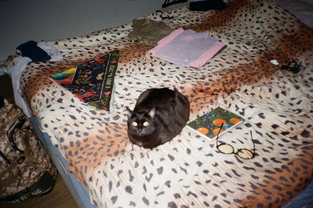 Canon Prima BF-8 – Cámara compacta de 35 mm – cámara analógica vista 2 de 5 de la galería
