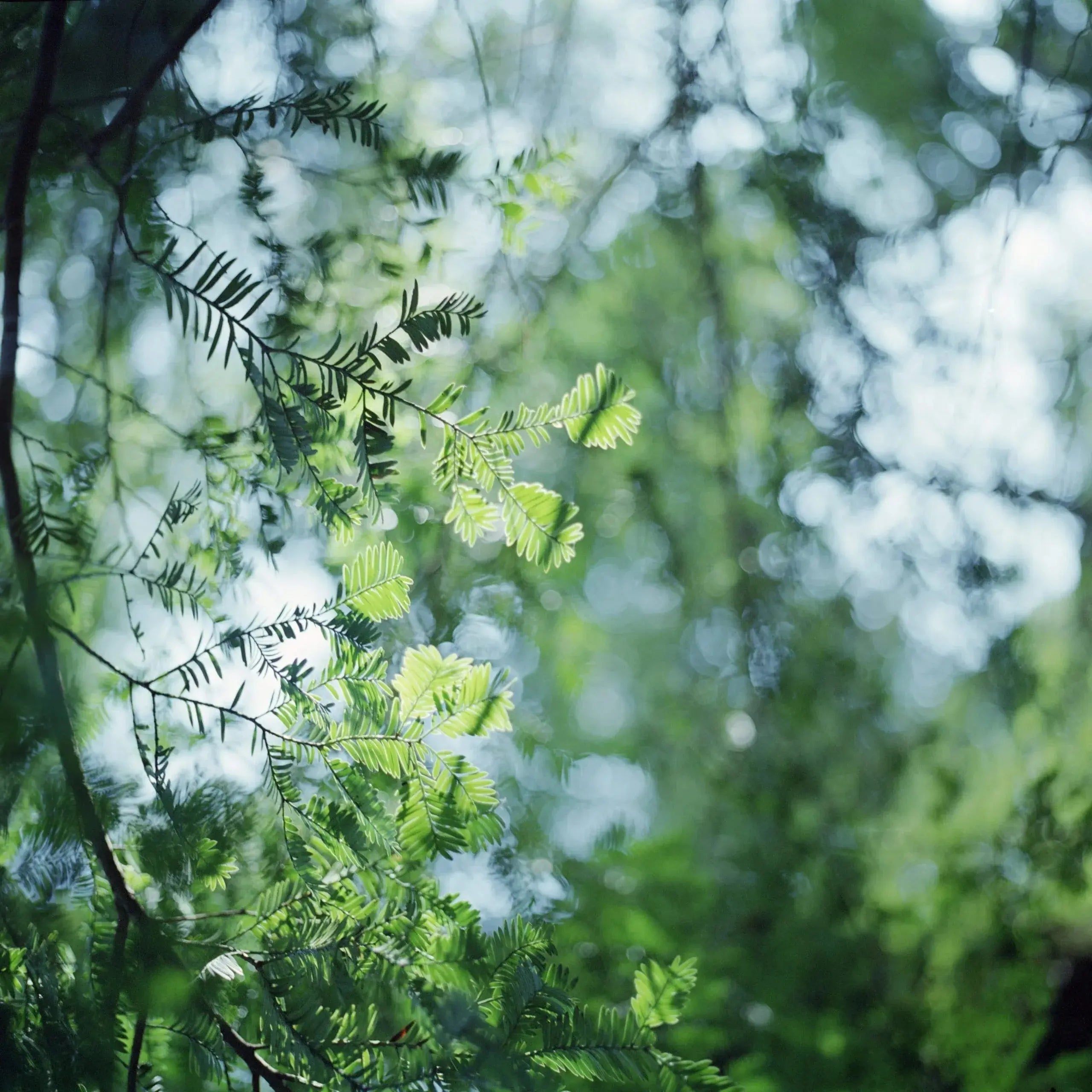 风过轻枝 – Breeze on Tender Leaves by Mengfan Yang - Photo Studio Berlin