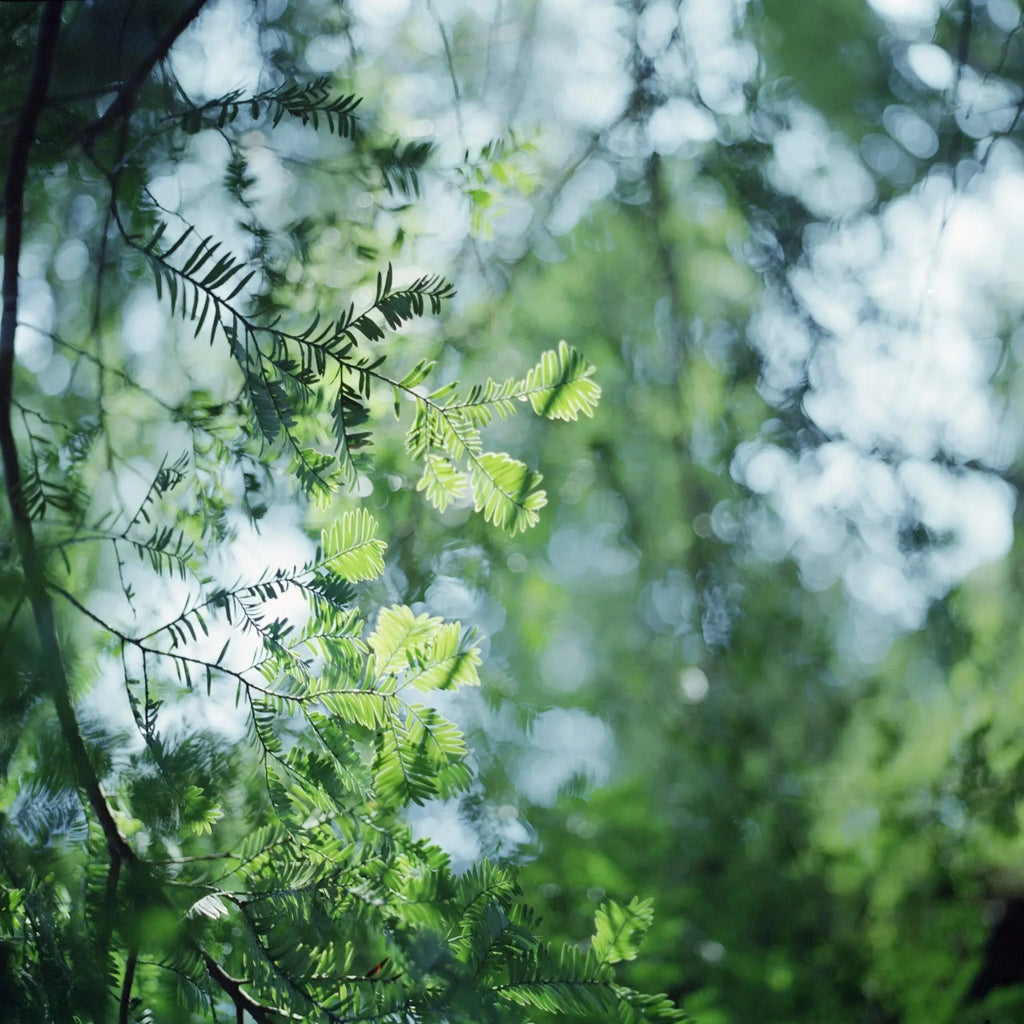 风过轻枝 – Breeze on Tender Leaves by Mengfan Yang - Photo Studio Berlin